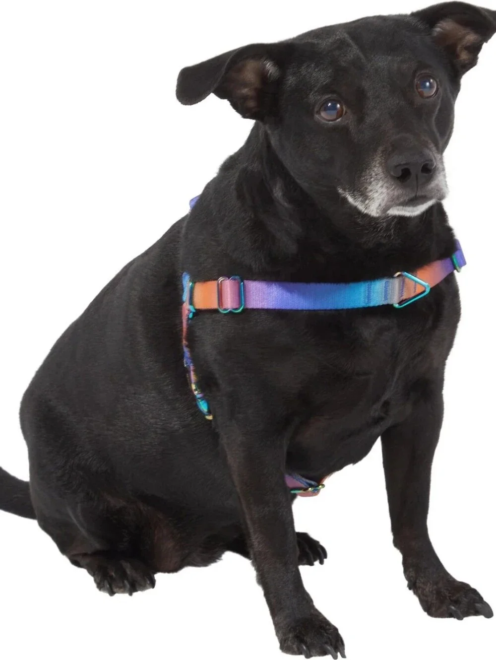 Frisco Ombre Style Dog Harness XL 29-44.5
